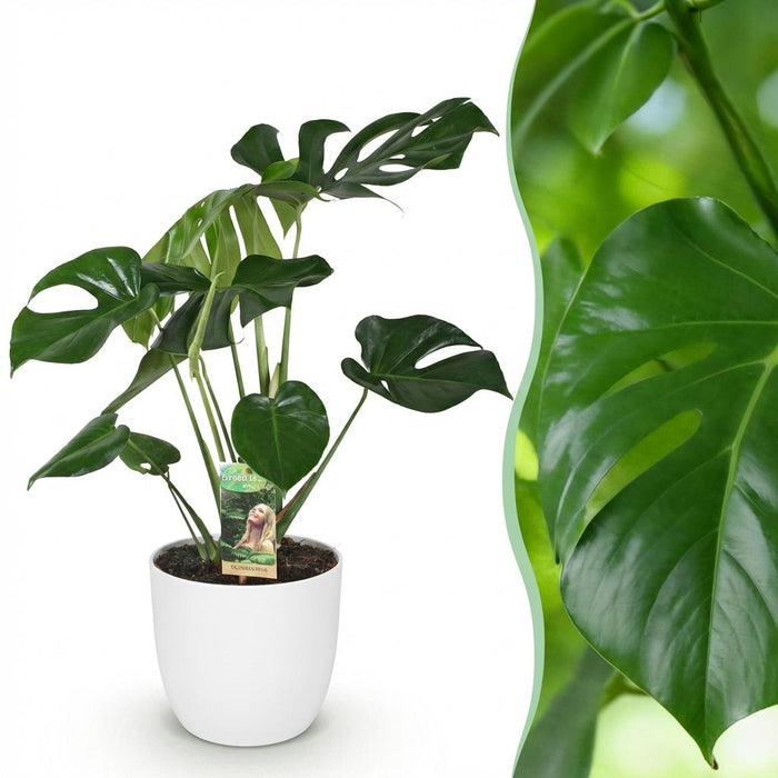 Monstera Deliciosa - Gatenplant - met witte plantenpot - ↕70-80cm - Ø21cm