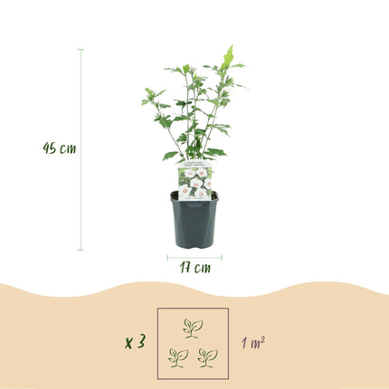 Hibiscus syriacus Red Heart - Tuin Hibiscus - Wit - Rood - ↕45cm - Ø17cm - 3x