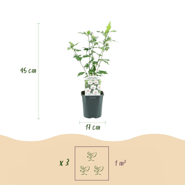 Hibiscus syriacus Red Heart - Garden Hibiscus - White - Red - ↕45cm - Ø17cm - 3x