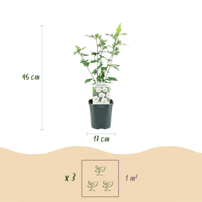 Hibiscus syriacus Red Heart - Tuin Hibiscus - Wit - Rood - ↕45cm - Ø17cm - 3x
