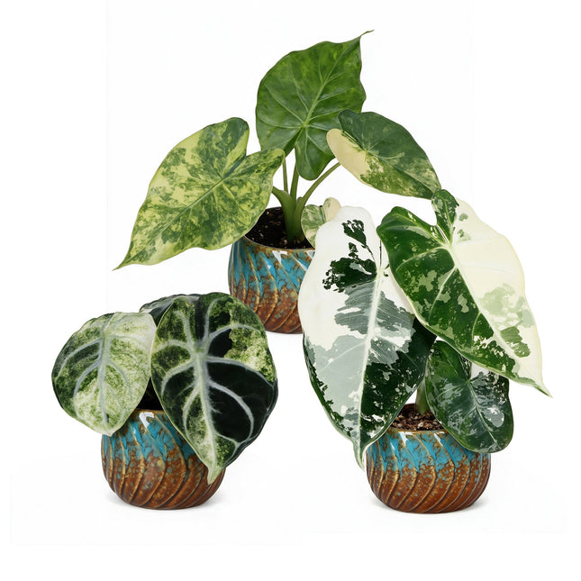 Baby Alocasia Tricolour Variegata 3x - Groen - Zwart - Variegata - Tropisch - incl. Copper Reef - Ø6cm - ↕5-15cm