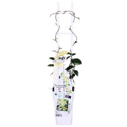 Trachelospermum 'Star of Toscana' - Tuscan Jasmine - ↕65cm - Ø15cm - 2x