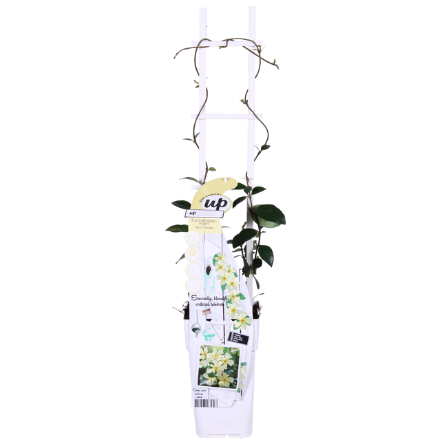 Trachelospermum 'Star of Toscana' - Tuscan Jasmine - ↕65cm - Ø15cm - 2x