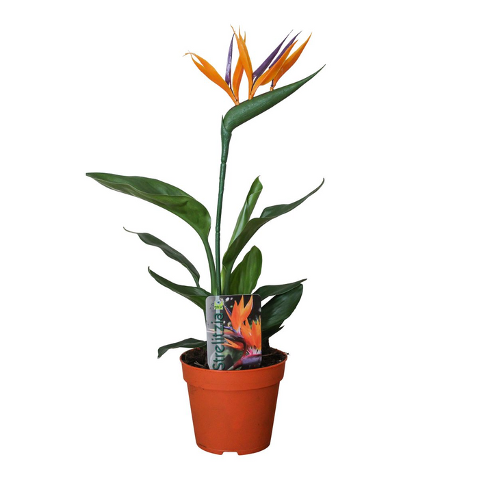 Strelitzia Reginae (met Kunstbloem) - ↕35cm - Ø13cm