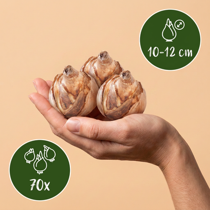 70x Bulb Dry Garden - Bloembollen - Droge tuin bollenplanten - Diversen - Zomerbloeier - Bolmaat 10/12