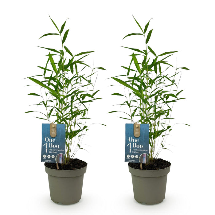 Bamboe - Fargesia Blue Dragon - Groen - 2 Planten - Bladhoudend - Niet Woekerend- Pot 14cm Hoogte 35cm