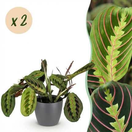 Maranta Fascinator Tricolour - Prayer plant - with white plant pots - ↕25cm - Ø12cm - 2x
