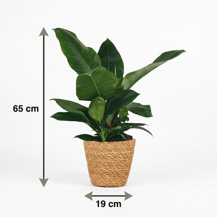 Philodendron Imperial Green - met Mand - ↕65cm - Ø19cm