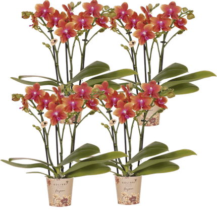 Kolibri Orchids | Combi Deal - 4 Oranje Geurende Phalaenopsis Orchideeën Fragrance Bolgheri - Ø9 cm