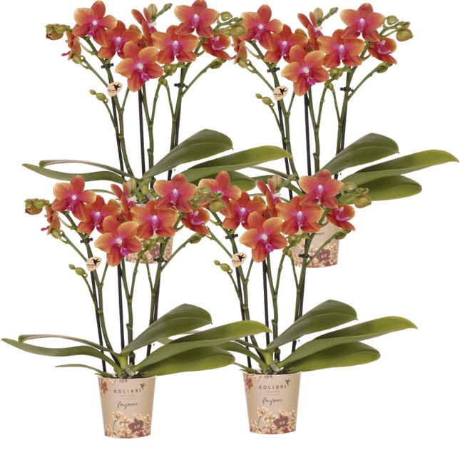 Kolibri Orchids | Combi Deal - 4 Oranje Geurende Phalaenopsis Orchideeën Fragrance Bolgheri - Ø9 cm