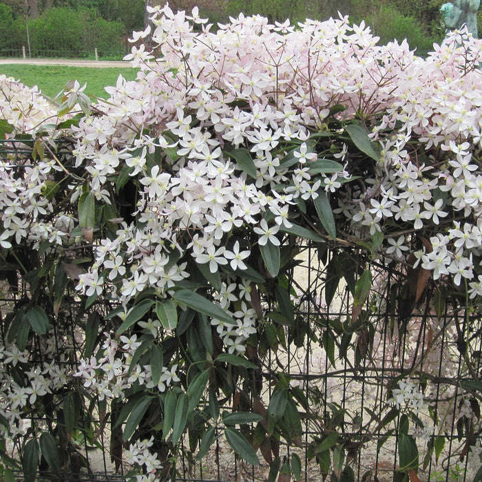 Klimplant - Clematis armandii Apple Blossom - Bloem Roze - Groenblijvend - Weinig onderhoud - 1 Plant pot 11cm Hoogte 40cm