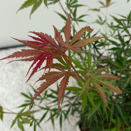 Japanese Maple - Acer palmatum Jerre Swarts - Dark Red - ↕70cm - Ø19cm - 2x