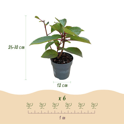 Hydrangea panniculata Living Infinity - Pluimhortensia - Wit - ↕20-30cm - Ø12cm