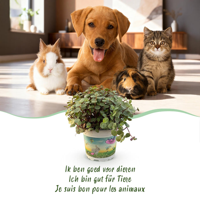 Callisia repens - Schildpadplant - met witte plantenpotten - ↕15-20cm - Ø12cm - 2x