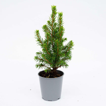 Mini Christmas tree - Picea Glauca Perfecta - ↕15-20cm - Ø6cm - 6x
