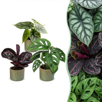 Baby Planten Jungle Mix - Diversen 3x - Tropisch - incl. Linnea Olive - Ø6cm - ↕10-15cm