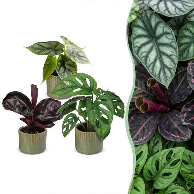 Babyplant-djungelmix - Blandat 3x - Tropisk - inkl. Linnea Olive - Ø6cm - ↕10-15cm