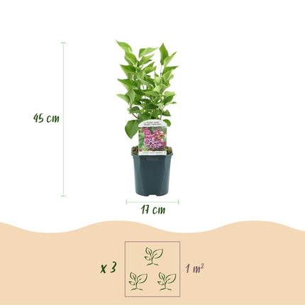 Syringa vulgaris Michel Buchner - Liliowy pospolity - Różowy - ↕45cm - Ø17cm