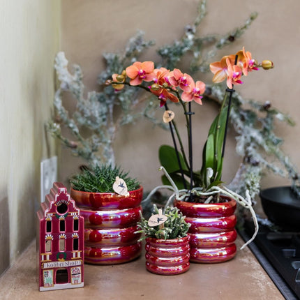 Kolibri Orchids | Plantenset Glow Rood - Rode Phalaenopsis Orchidee Blossom Congo & 2 Succulenten
