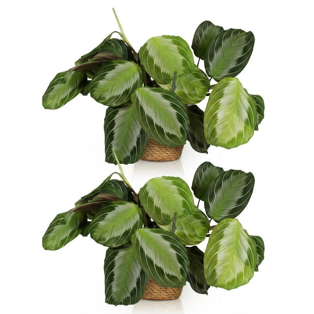 Maranta Fascinator Silverband - Planta de oración - con cesta - ↕25cm - Ø12cm - 2x