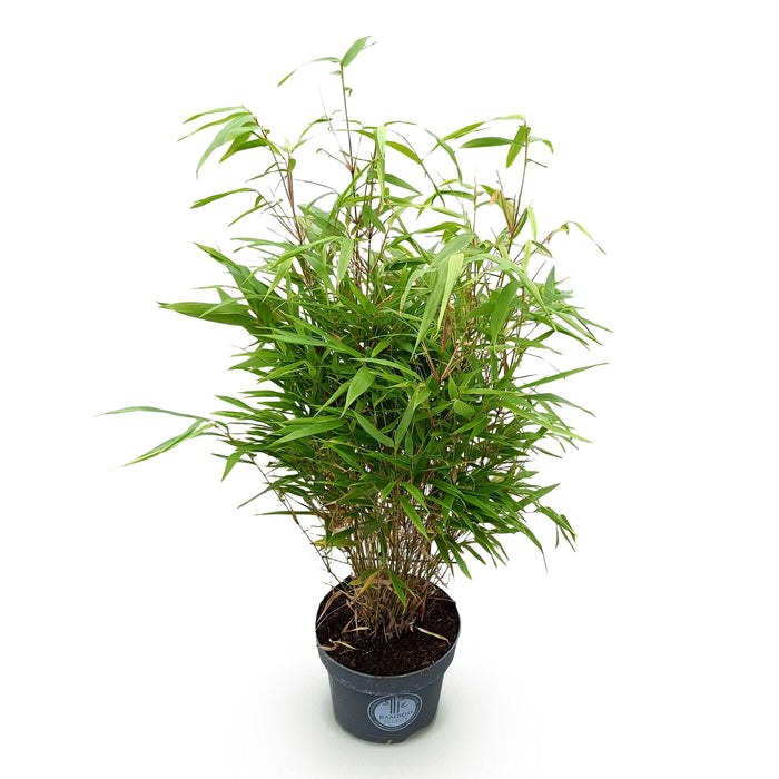 Fargesia Rufa - Niet Woekerende Bamboe - ↕80cm - Ø23cm