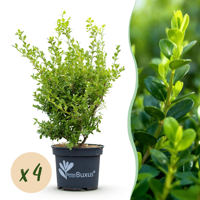 Buxus Haag - BetterBuxus Babylon Beauty - Resistant tegen de Buxus schimmel - 1 strekkende meter - ↕50-55cm - Ø19cm - 4x