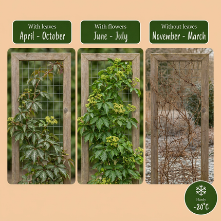 Parthenocissus henryana - Chinese wingerd 6x - Groen - Klimplant - Ø9cm - ↕35cm