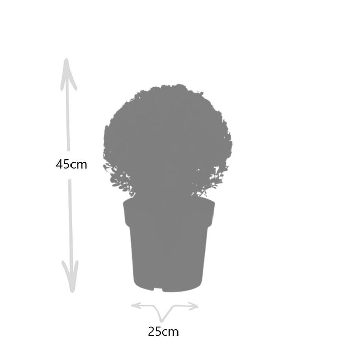 Ilex crenata 'Jenny' bol XL - Ø25cm  - 2x