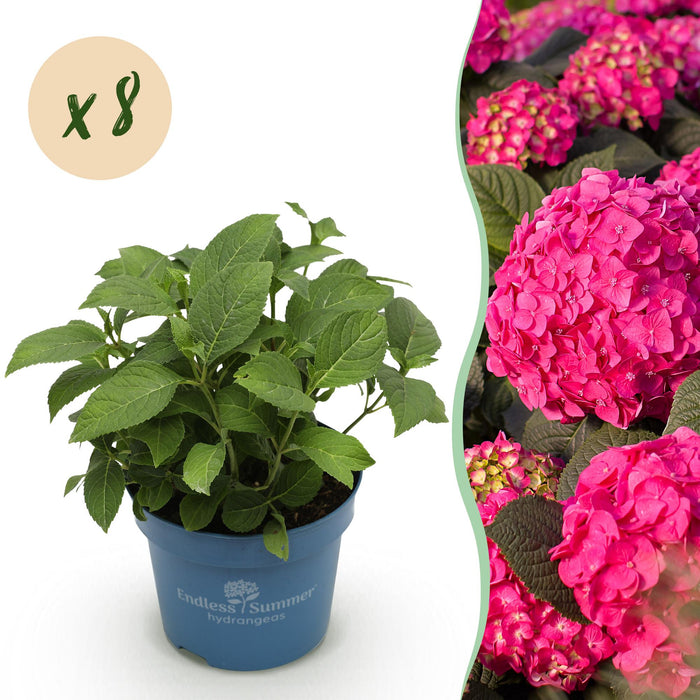 Hydrangea Endles Summer Summer Love Red - Hortensia - Rood - ↕20-25cm - Ø14cm - 8x
