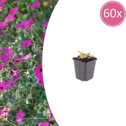 Geranium sanguineum 'Max Frei' - Tranenæb - ↕10-25cm - Ø9cm - 60x