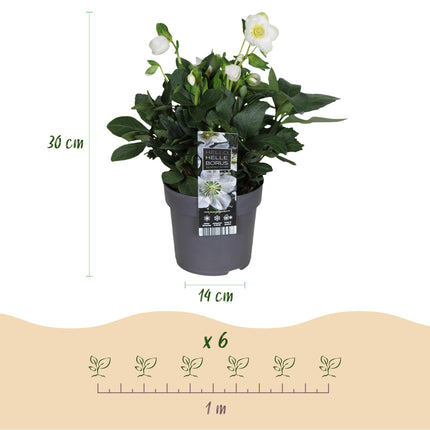 Kerstroos - Helleborus Christmas Carol  - Witte Bloem - ↕30cm - Ø14cm