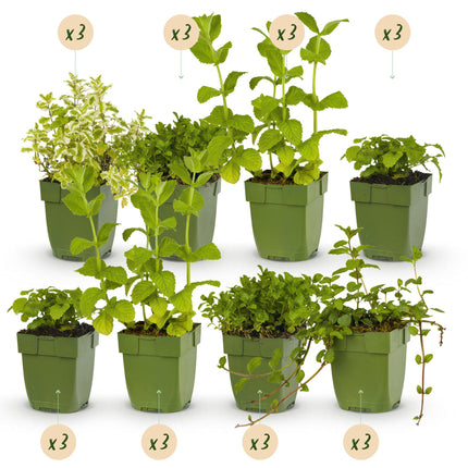 Borderpakket - Thee kruiden - 24 Vaste planten - 3 m2 - Diversen kleuren - Weinig Onderhoud - Ø11cm