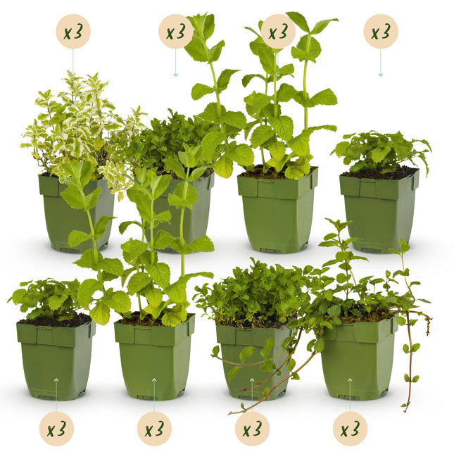 Border Package - Tea Herbs - 24 Perennials - 3 m² - Various colors - Low Maintenance - Ø11cm