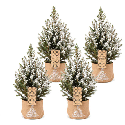 4x Picea glauca Conica - Kegelspar - Groen - Wit - Kerstboom - incl. jute zak - Ø17cm - ↕65cm
