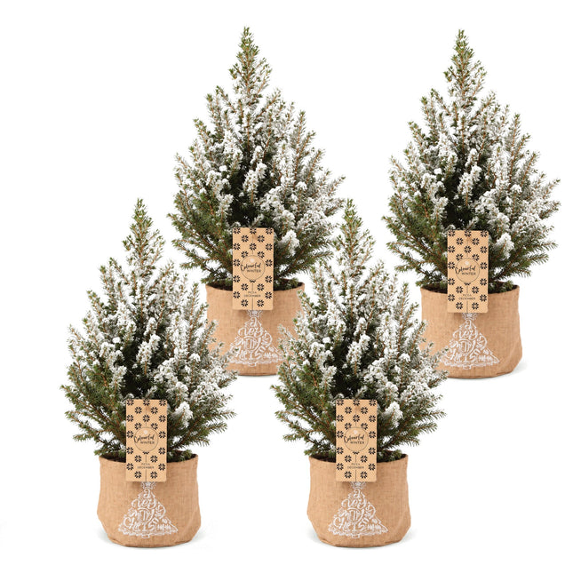 4x Picea glauca Conica - Kegelspar - Groen - Wit - Kerstboom - incl. jute zak - Ø17cm - ↕65cm
