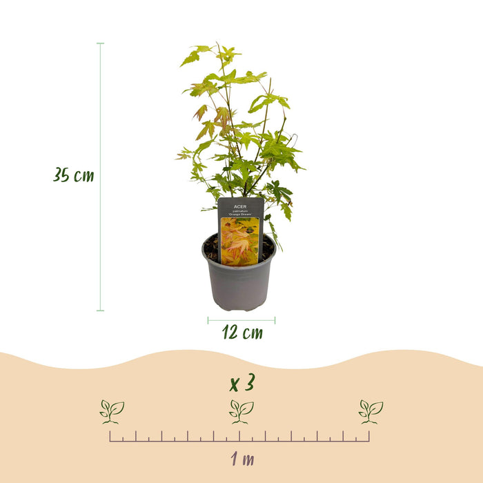 Acer palmatum Orange Dream - Orange - Pot de 12 cm, Hauteur 35 cm - Lot de 3