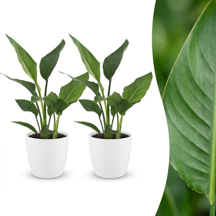 Strelitzia Reginea - Paradijsvogelplant - 2x - met Potter Wit - Pot 12cm - Hoogte - 35cm