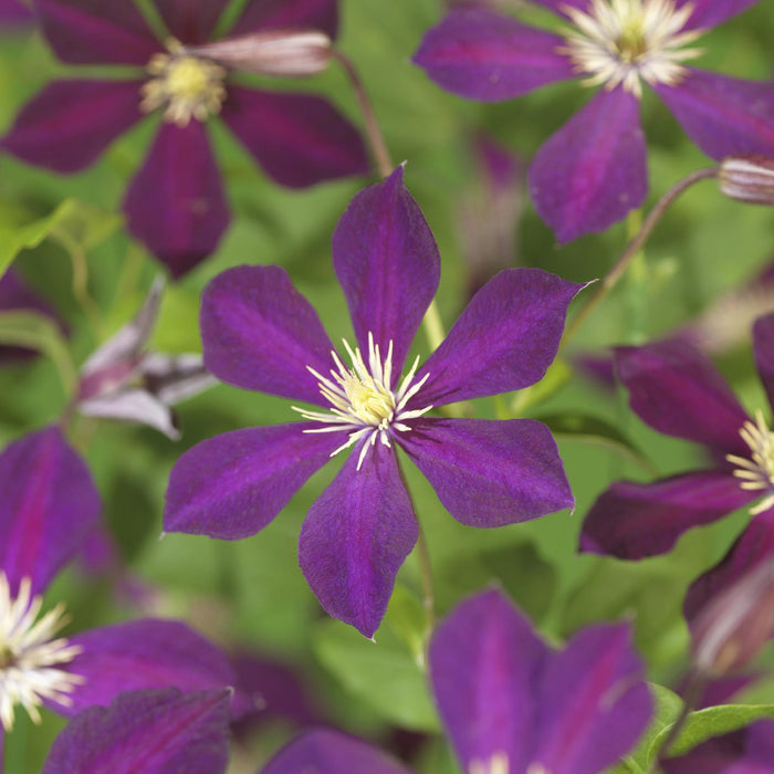 Clematis Mikelite - Bosrank - Bloem Paars - ↕40cm - Ø11cm - 2x