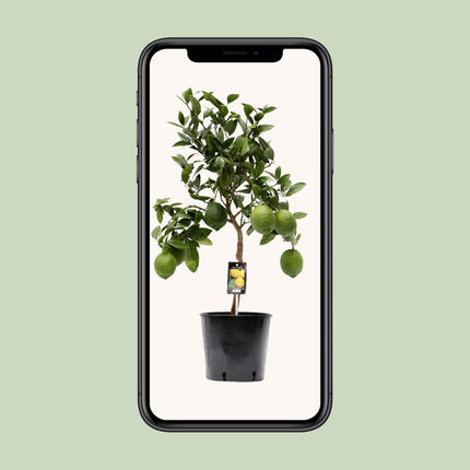 Limone - Albero di limoni - ↕80cm - Ø22cm