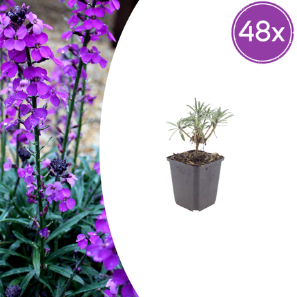 Erysimum 'Bowles' Mauve' - Steenraket - ↕10-25cm - Ø9cm - 48x