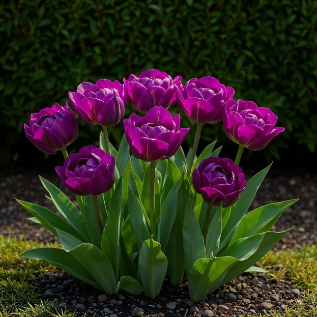 Bulbi di fiori - Tulipano doppio lilla - Colore viola - 50 pezzi - Misura bulbo 11/12 - Confezione XXL