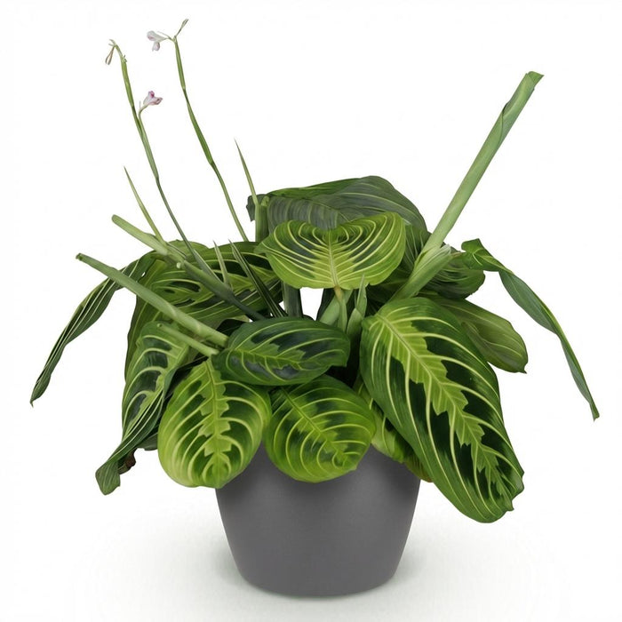 Maranta Fascinator Lemon Lime - Gebedsplant - met grijze plantenpot - ↕25cm - Ø12cm