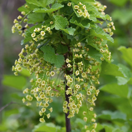 Ribes Rubrum „Jonkheer van Tets” - Czerwona porzeczka - ↕45cm - Ø13cm