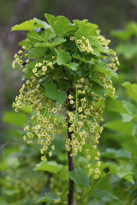 Ribes Rubrum 'Jonkheer van Tets' - Aalbes - ↕45cm - Ø13cm