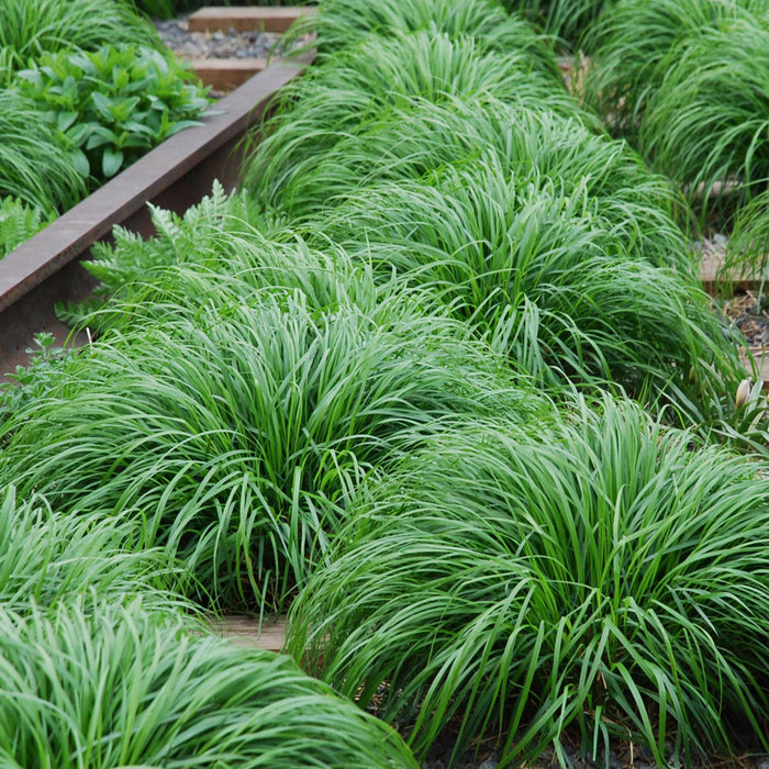 Siergrassen - Carex oshimensis Intense Green - Groen - 4 Planten - Bladhoudend - Weinig Onderhoud - Pot 17cm Hoogte 50cm