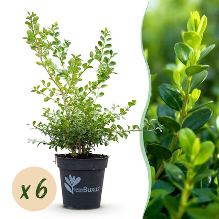 Buxus Haag - BetterBuxus Babylon Beauty - Resistant tegen de Buxus schimmel - 1 strekkende meter - ↕30-35cm - Ø13cm - 6x