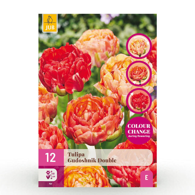 Bulbi da fiore - Tulipano Gudoshnik Doppio - A fiore doppio - 12 pezzi - Misura bulbo 11/12 - Confezione XXL