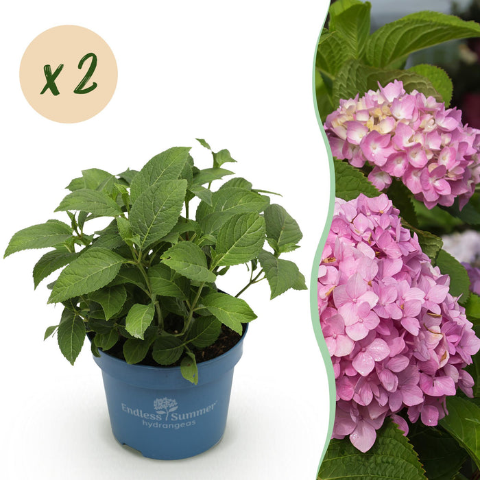 Hydrangea Endles Summer The Original Pink - Hortensia - Roze - ↕20-25cm - Ø14cm - 2x