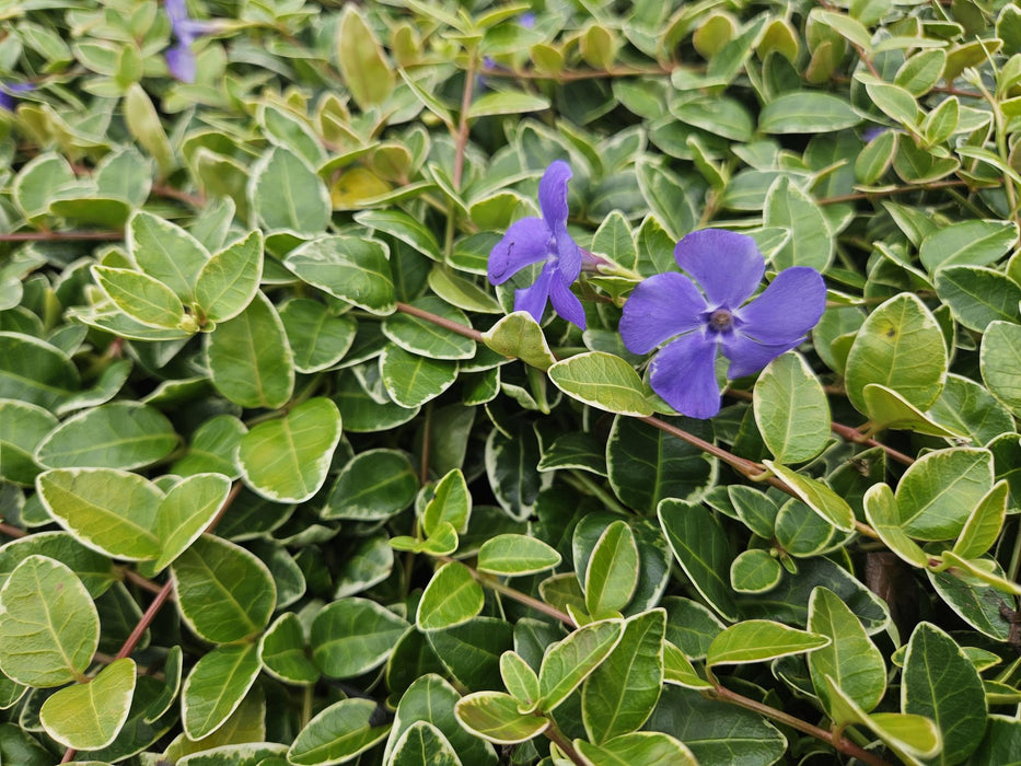 Vinca minor 'Ralph Shugert' - Kleine Maagdenpalm - ↕10-25cm - Ø9cm - 40x