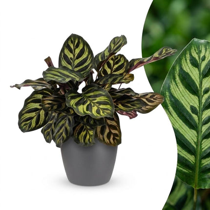 Calathea Makoyana - Pauwenplant - met grijze pot - ↕25cm - Ø12cm